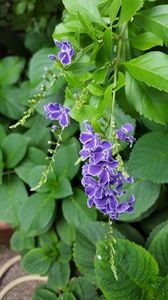  - duranta repens