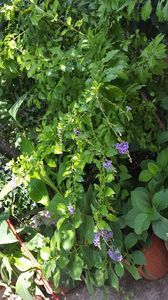  - duranta repens