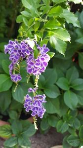  - duranta repens