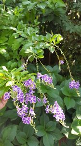  - duranta repens