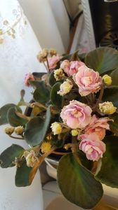  - septembrie _ octombrie