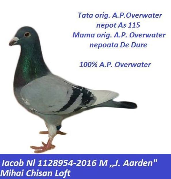 7pereche Ovarwater...Origine Chisan Mihai - Matca 2018