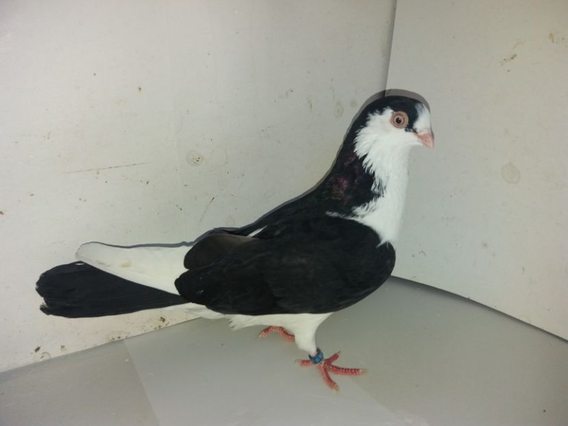 3300  mascul  2018_2 - tineret 2018