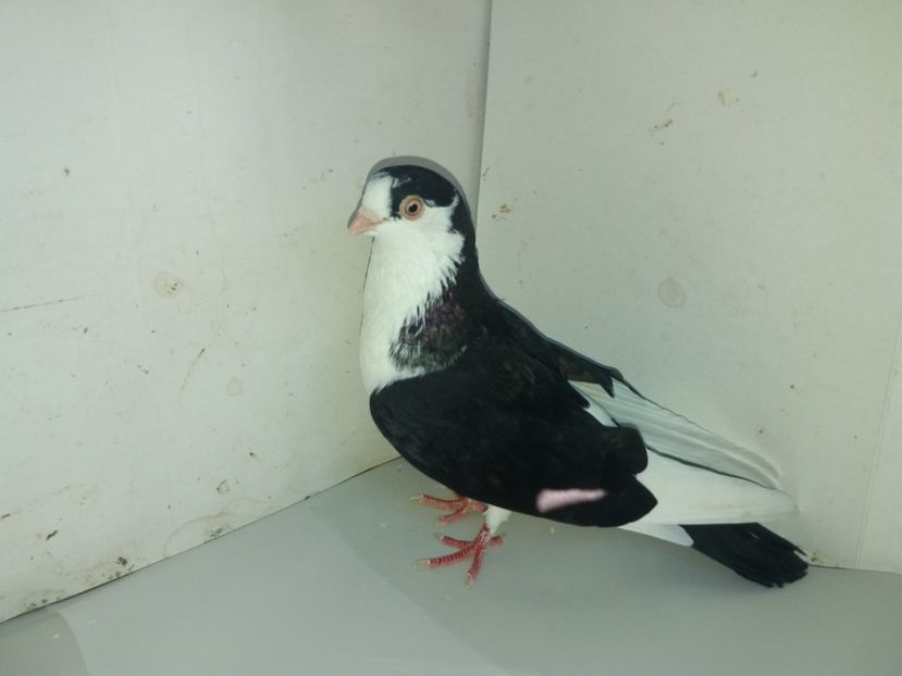 3300  mascul  2018_1 - tineret 2018