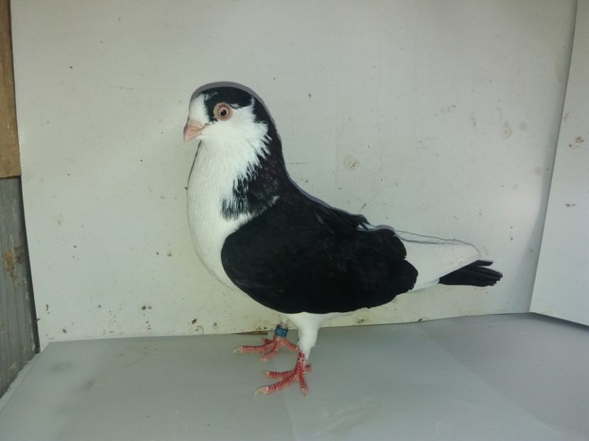 3300  mascul  2018_3 - tineret 2018