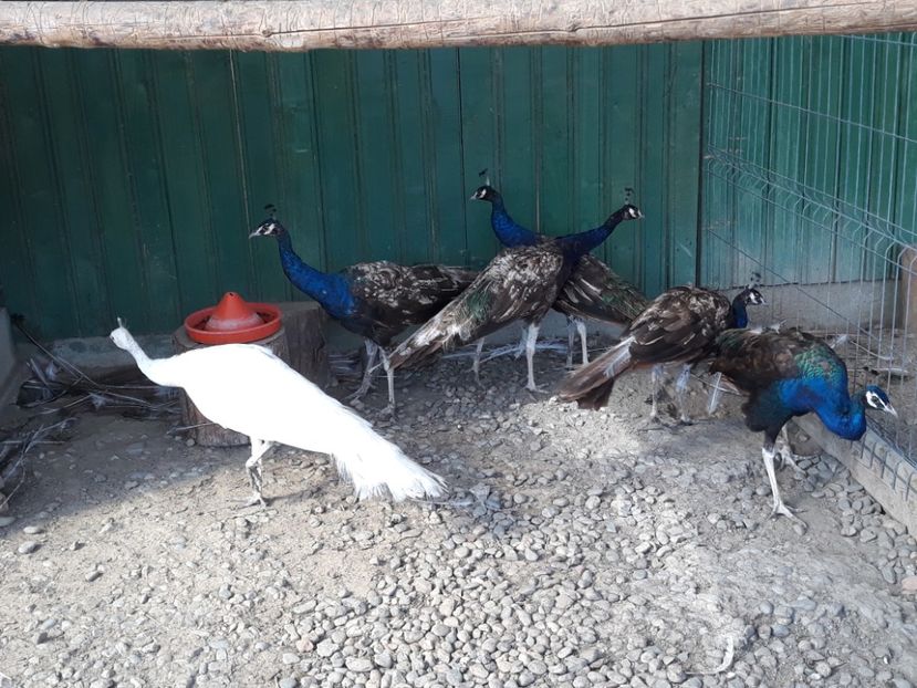  - Pauni purple2016-2017