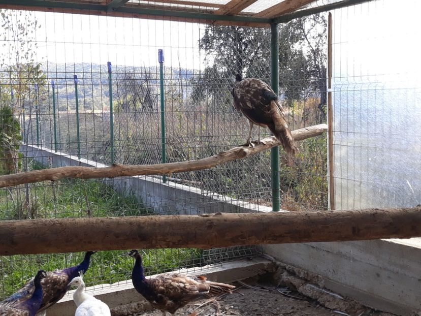  - Pauni purple2016-2017