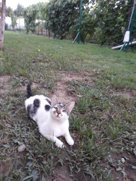 Mini - Pisicii mei dragi - Dex și Mini