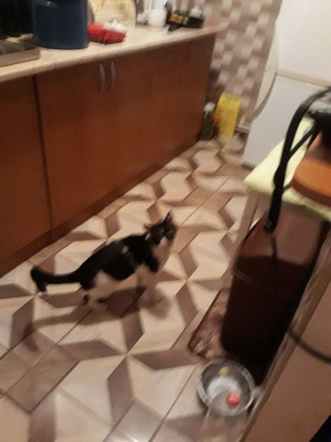 Dex - Pisicii mei dragi - Dex și Mini