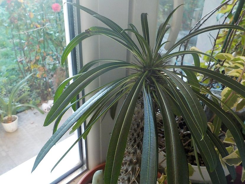  - Genul Pachipodyum