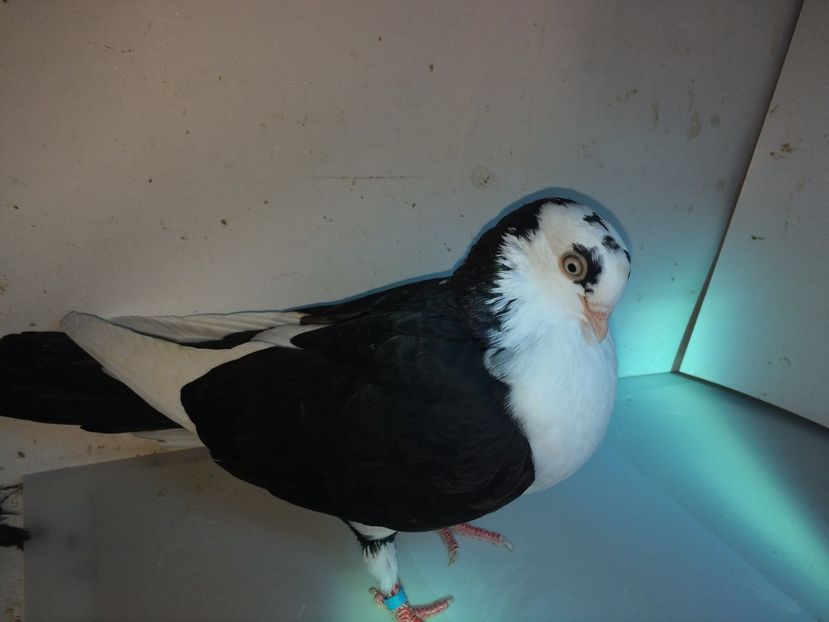 7103  femelă  2018_1 - tineret 2018