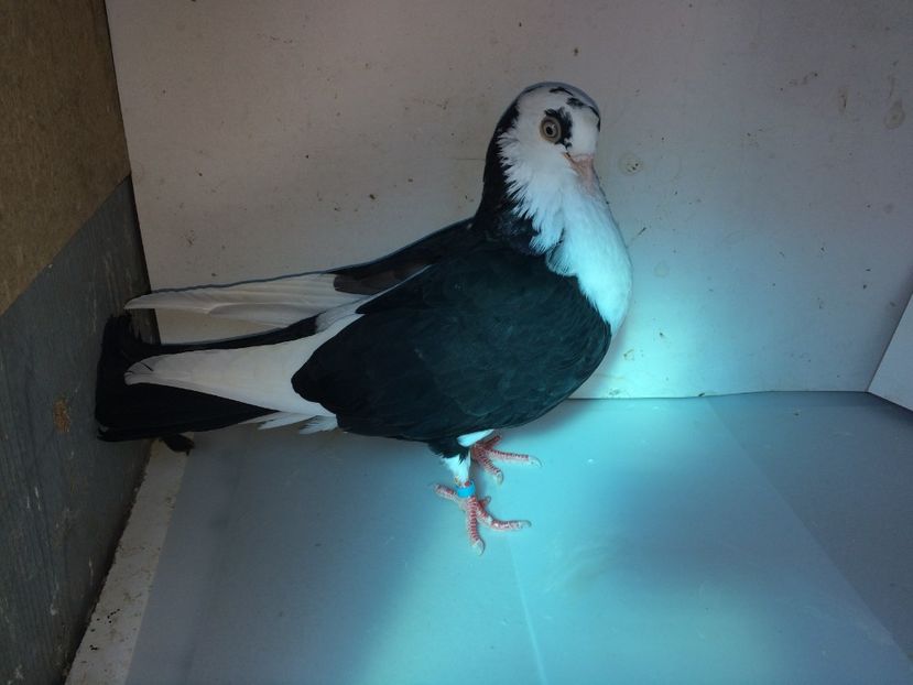 7103  femelă  2018_3 - tineret 2018