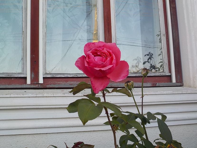  - Flori in octombrie 2018