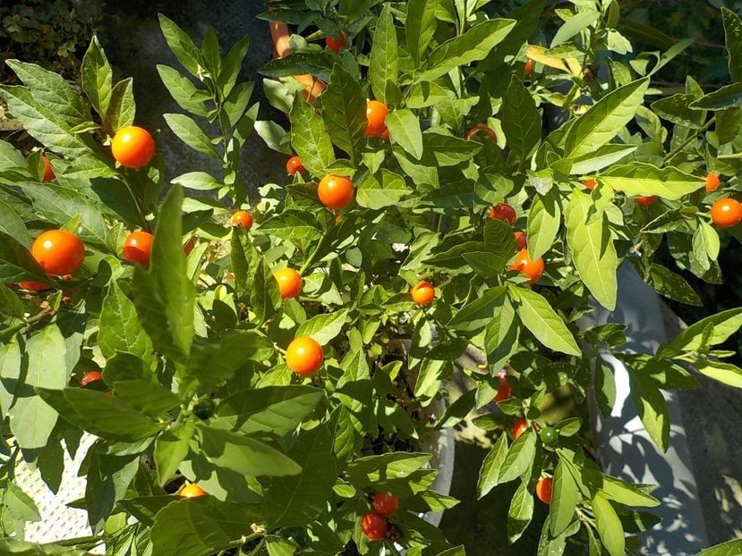  - Flori in octombrie 2018