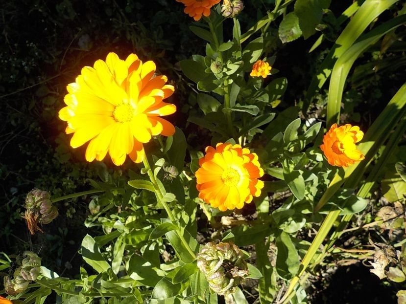  - Flori in octombrie 2018