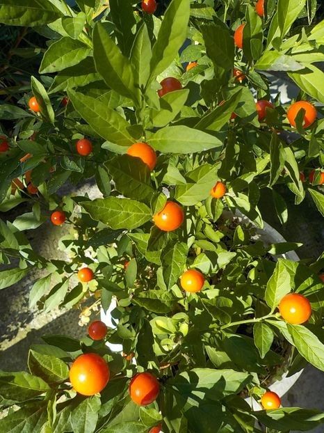  - Flori in octombrie 2018