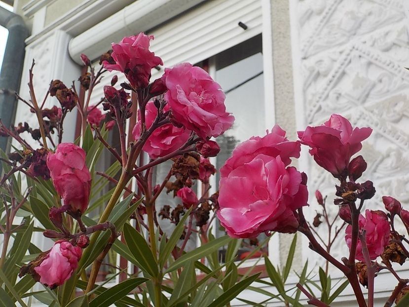  - Flori in octombrie 2018