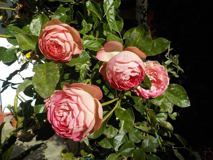  - Flori in octombrie 2018