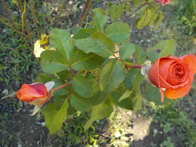  - Flori in octombrie 2018