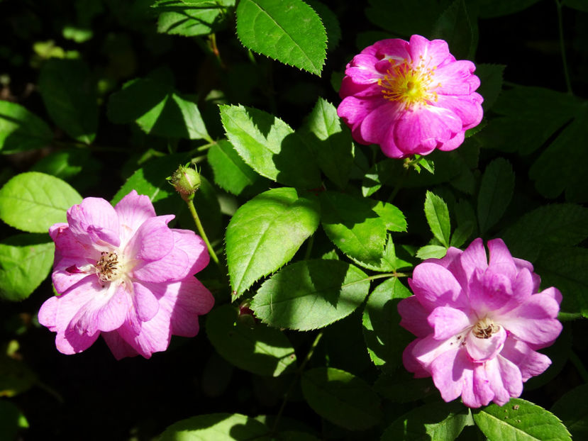 Lavander Dream - Lavander Dream