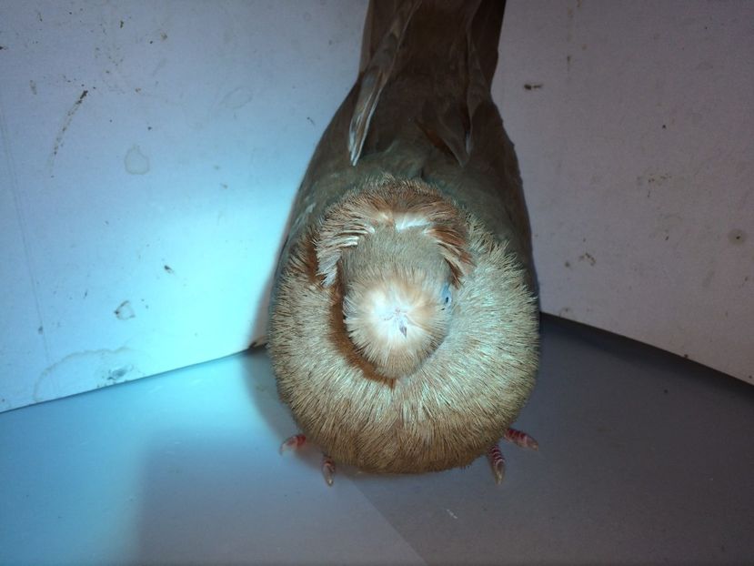 7125  femelă  2018_2 - pui 2018 BM