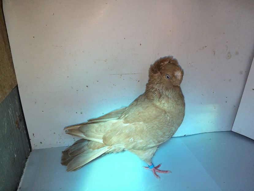 7125  femelă  2018_3 - pui 2018 BM