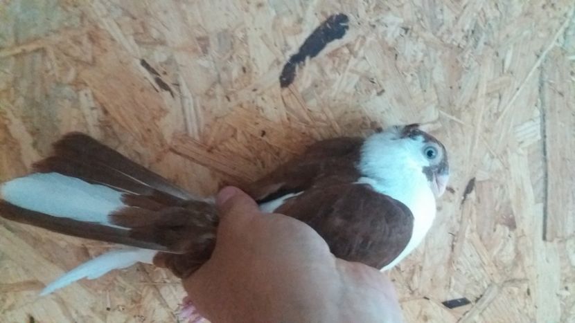  - Galateni pe Rosu pentru 2019