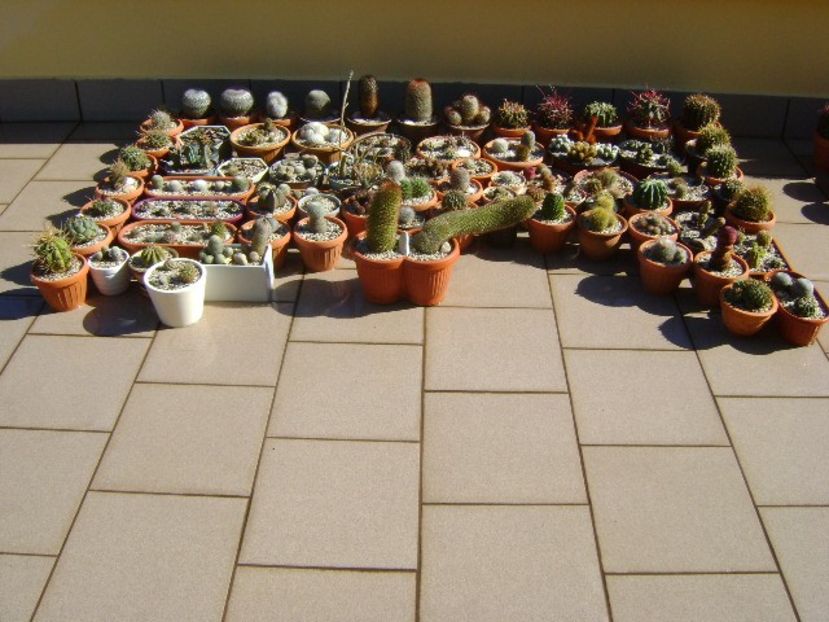 Ultima udare - Cactusi 2018 continuare