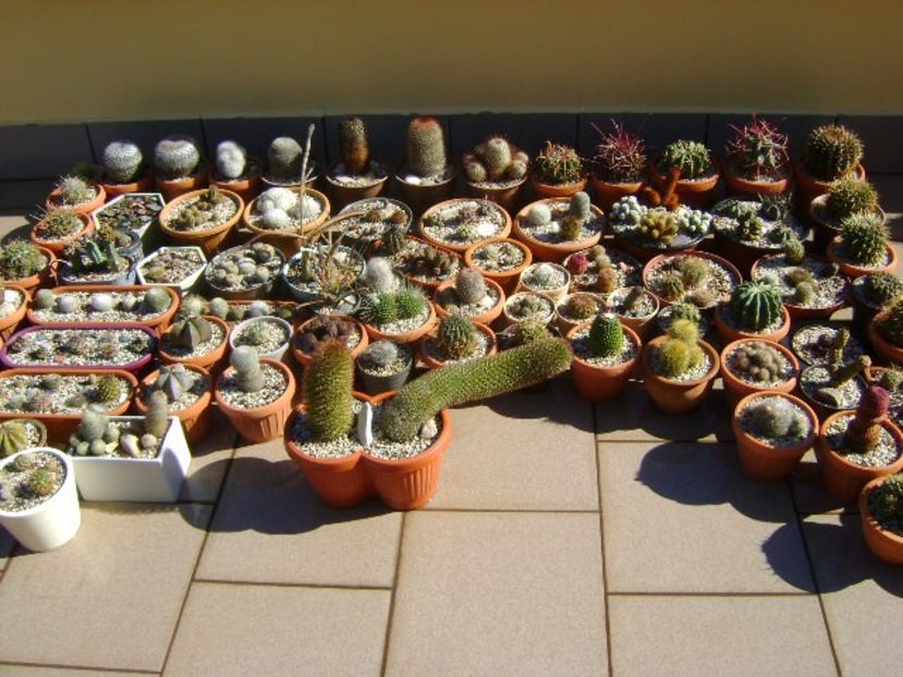 Ultima udare - Cactusi 2018 continuare