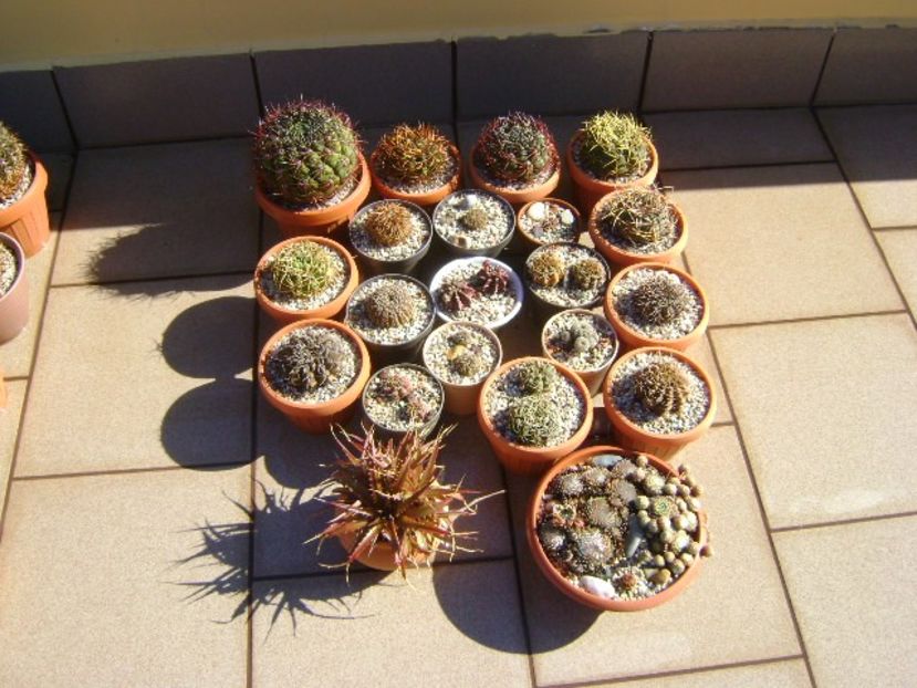 7 oct. - Ultima udare - Cactusi 2018 Gymnocalycium