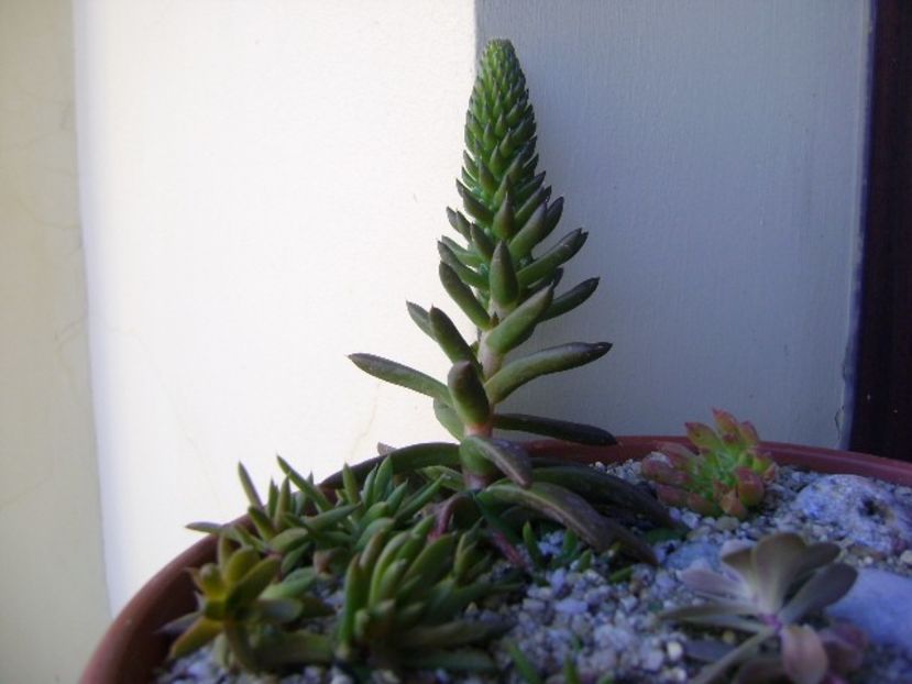 Orostachys erubescens - Suculente 2018