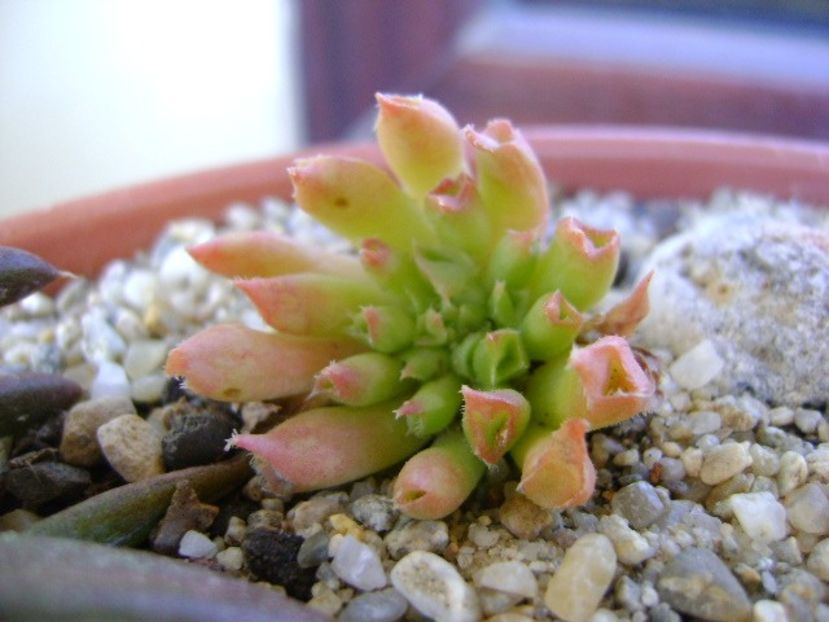 Sempervivum tectorum Oddity - Suculente 2018