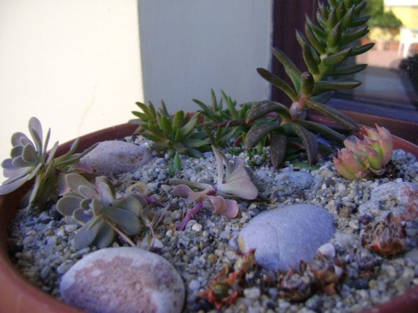 Orostachys & Sempervivum - Suculente 2018