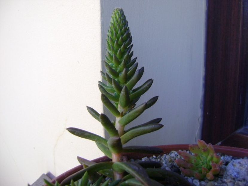 Orostachys erubescens - Suculente 2018