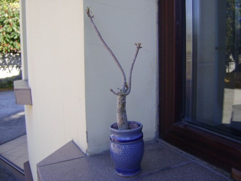 Euphorbia balsamifera – origine ins. Tenerife - Suculente 2018