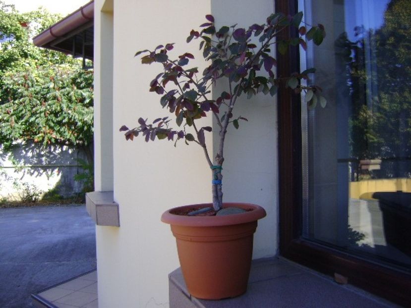 Loropetalum chinensis - Bonsai si prebonsai 2018-2020