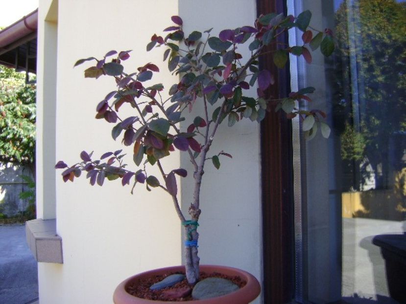 Loropetalum chinensis - Bonsai si prebonsai 2018-2020