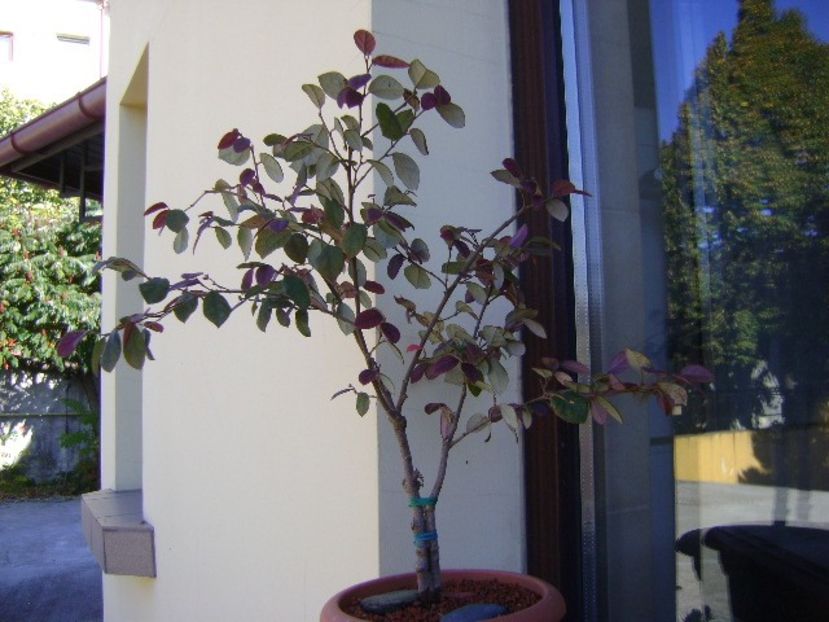 Loropetalum chinensis - Bonsai si prebonsai 2018-2020