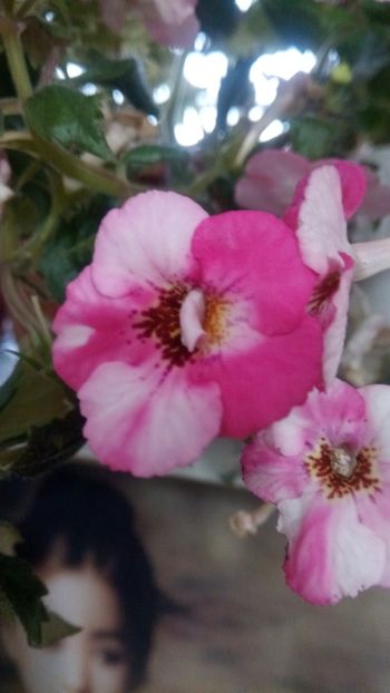 Rozi roza - Rozi Roza