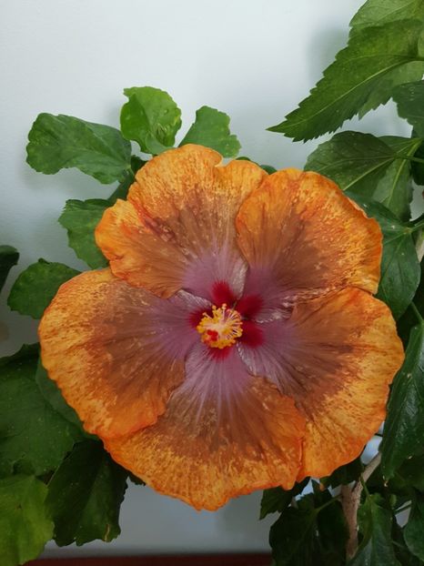  - Hibiscus Tahitian Sophistication