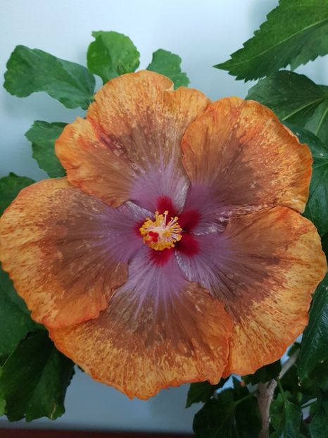  - Hibiscus Tahitian Sophistication