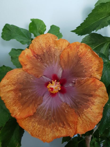  - Hibiscus Tahitian Sophistication