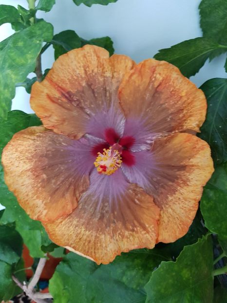  - Hibiscus Tahitian Sophistication