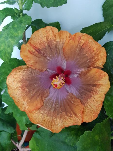  - Hibiscus Tahitian Sophistication