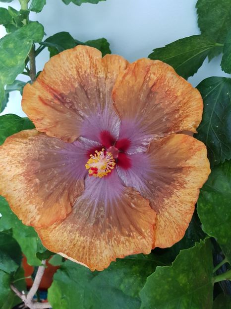 - Hibiscus Tahitian Sophistication