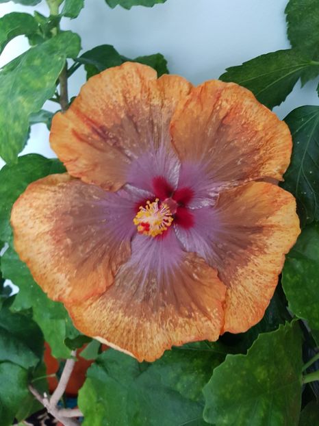  - Hibiscus Tahitian Sophistication