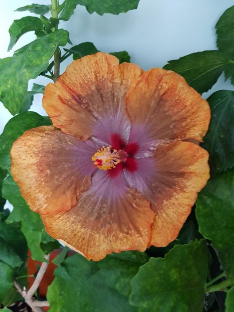  - Hibiscus Tahitian Sophistication