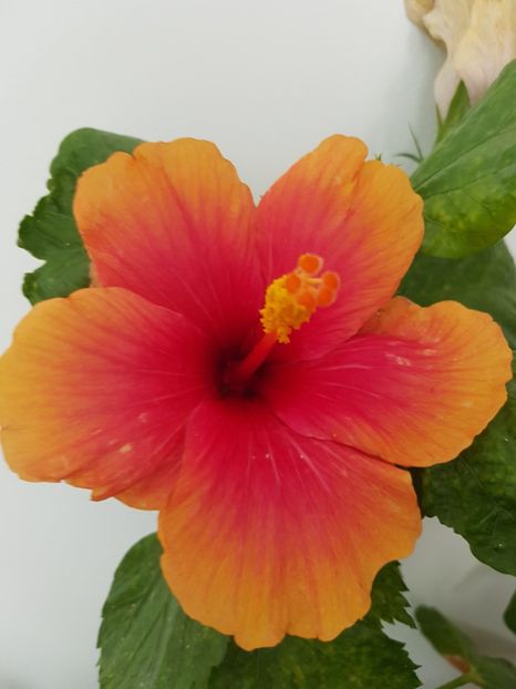  - Hibiscus Jolly