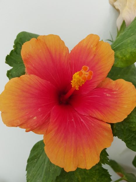  - Hibiscus Jolly