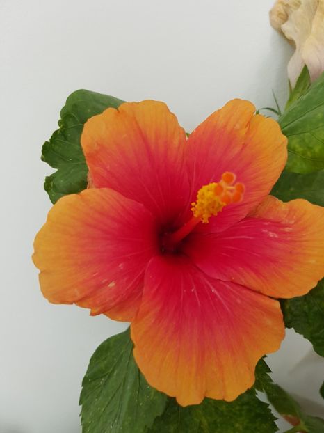  - Hibiscus Jolly